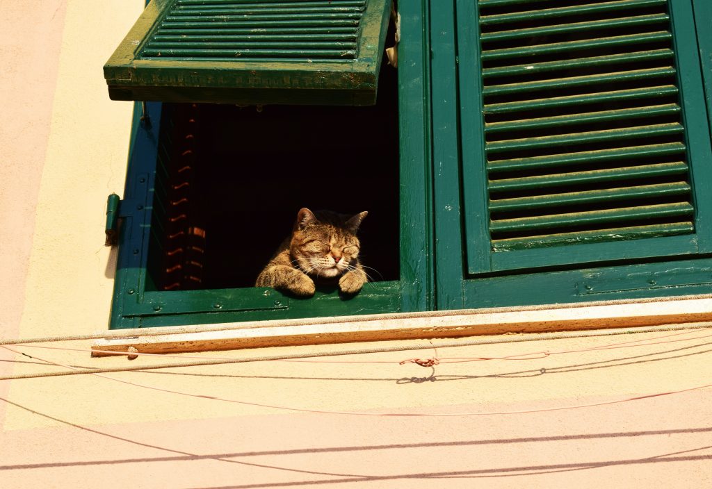 Cat relaxing on window