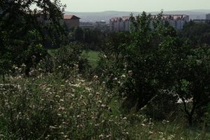 Lisen area in Brno, photo of nature